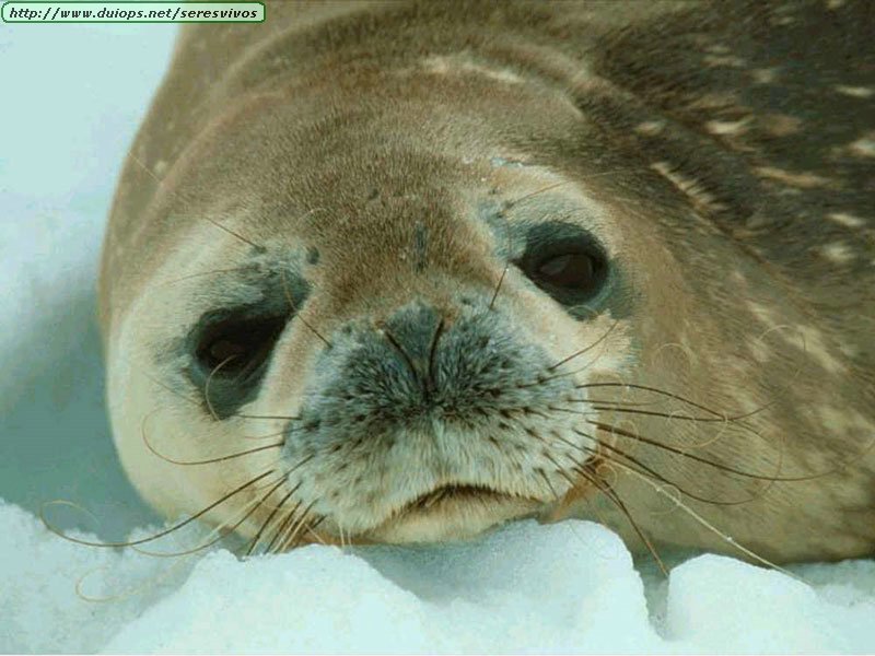 Rare Foca 2 * peintes brown version